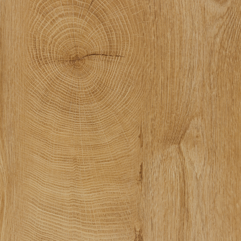 074 Sommereiche senkrecht